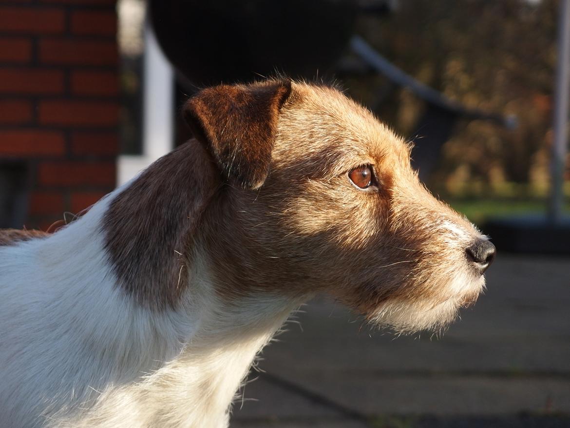 Jack russell terrier Amy billede 23