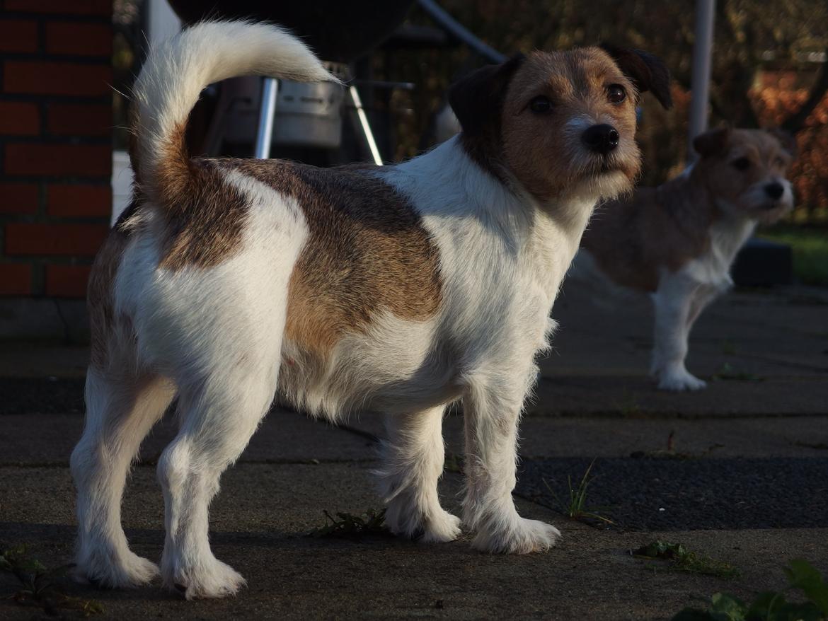 Jack russell terrier Amy billede 24