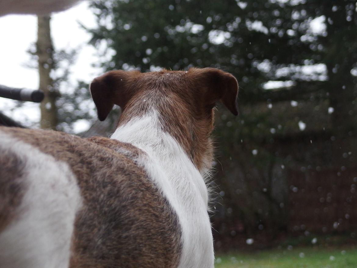 Jack russell terrier Amy billede 13