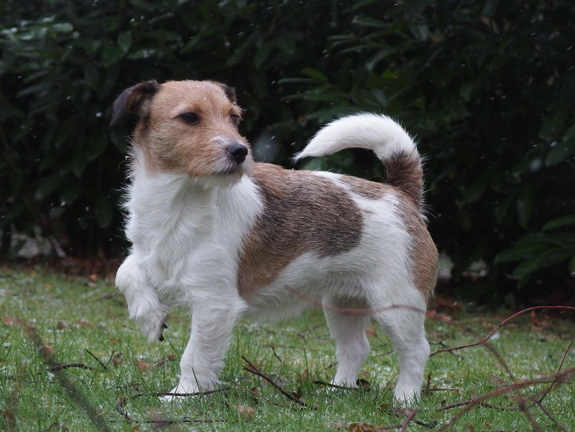 Jack russell terrier Amy billede 15