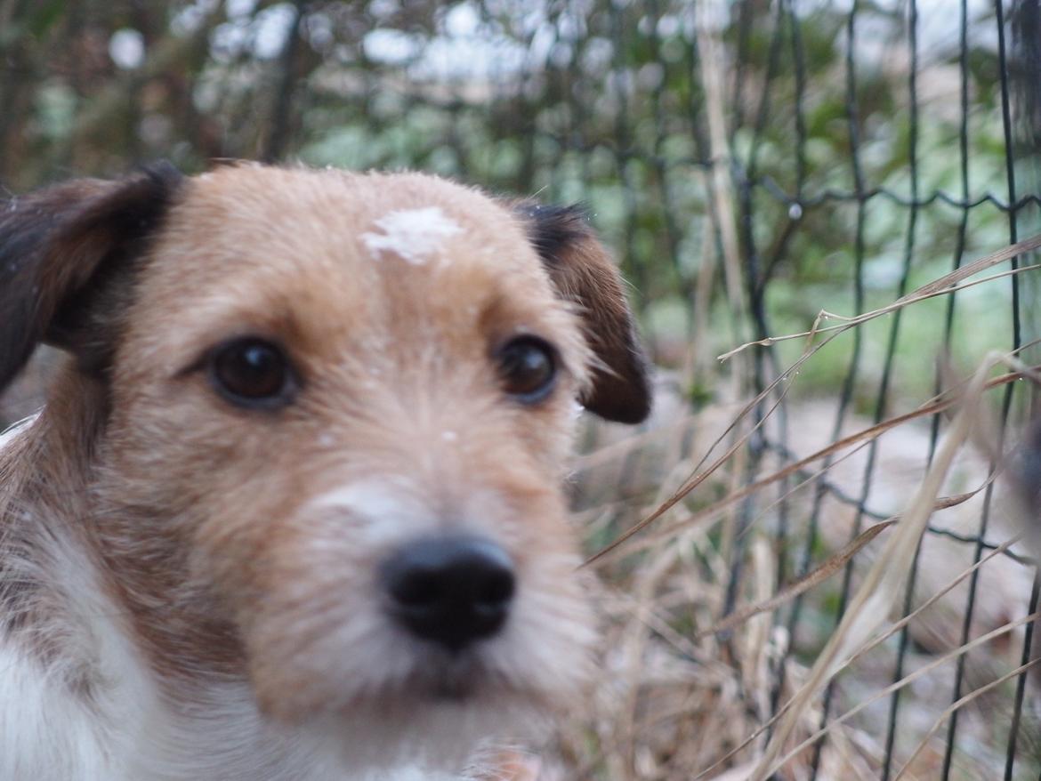 Jack russell terrier Amy billede 14