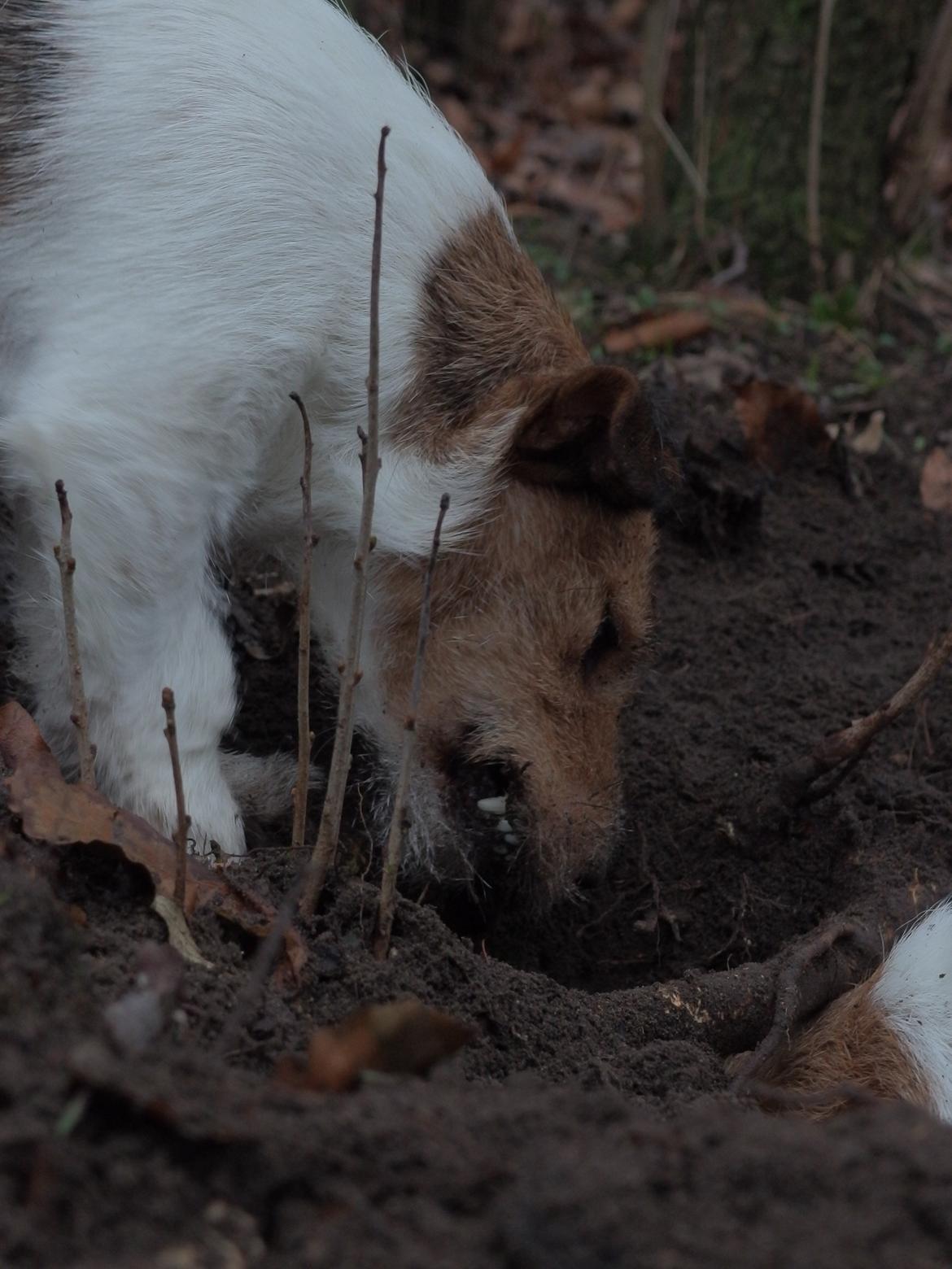 Jack russell terrier Amy billede 26