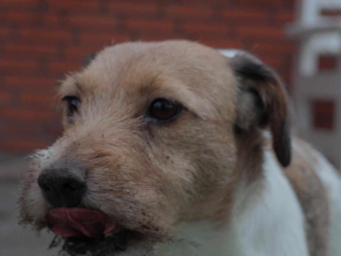 Jack russell terrier Amy billede 25