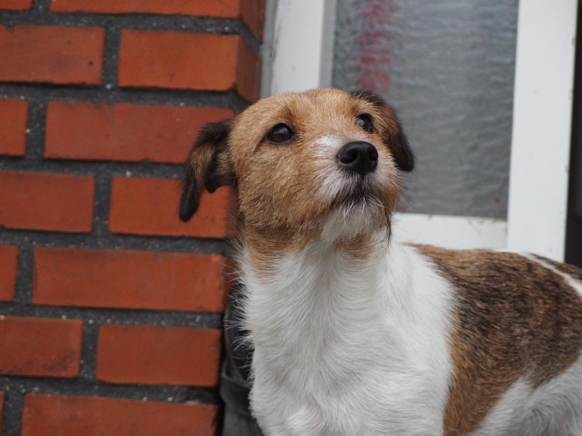 Jack russell terrier Amy billede 19