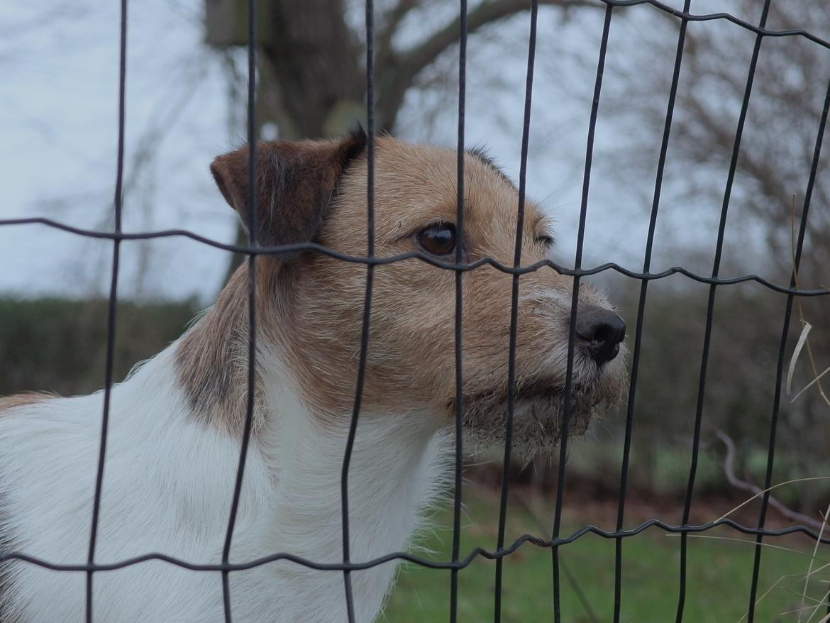 Jack russell terrier Amy billede 27