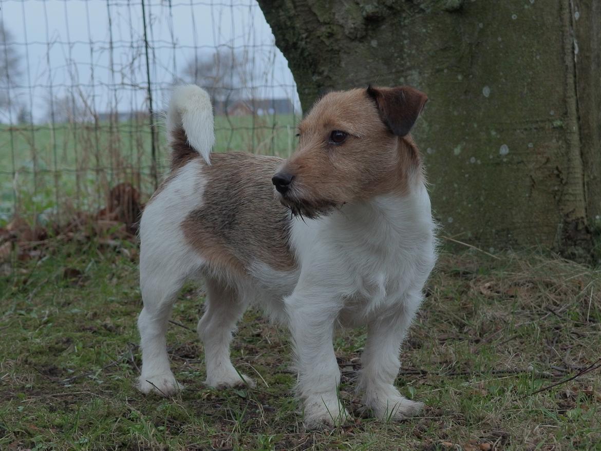 Jack russell terrier Amy - VELKOMMEN TIL AMY'S GALLERI! billede 10