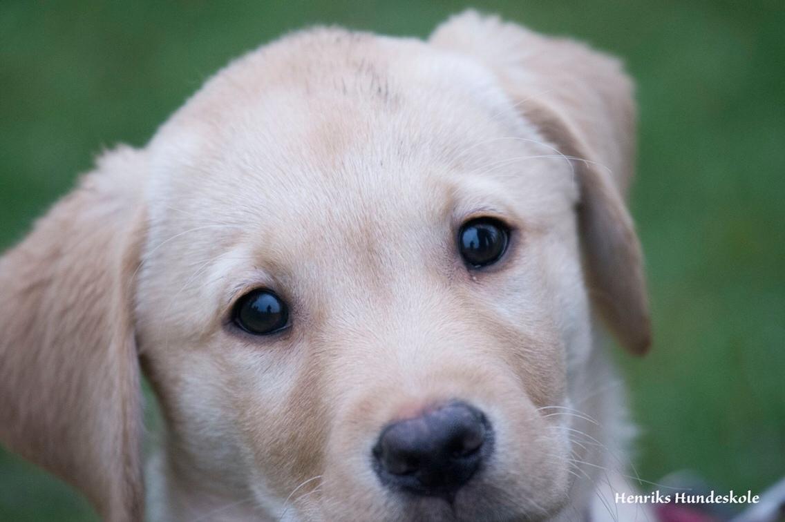 Labrador retriever Casey billede 24