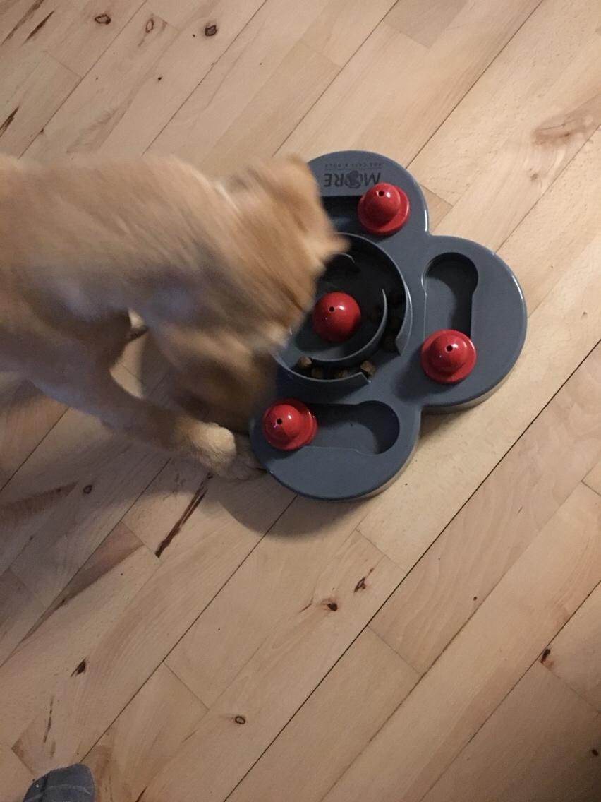 Labrador retriever Casey billede 27