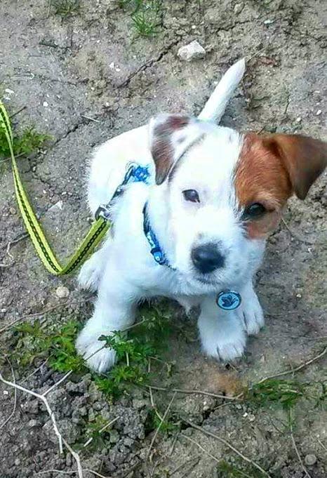 Jack russell terrier Daisy Blossom's GoldHeart/ Milo - Hvalpe-Milo! <3  billede 1