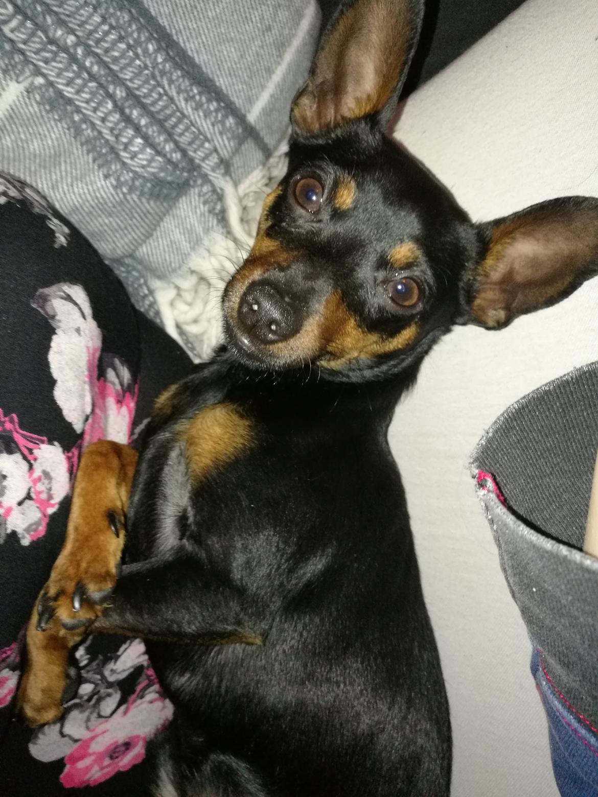 Blanding af racer Frej  billede 7