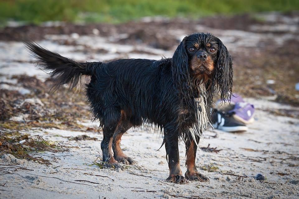 Cavalier king charles spaniel Cosmo billede 1