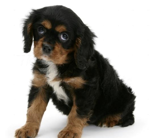 Cavalier king charles spaniel Cosmo - Da han var lille billede 2