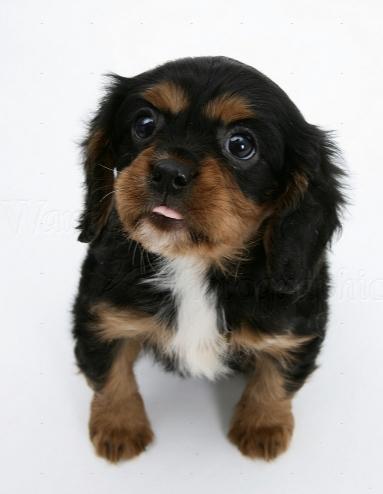 Cavalier king charles spaniel Cosmo - Da han var lille billede 3