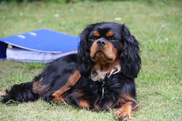 Cavalier king charles spaniel Cosmo billede 5