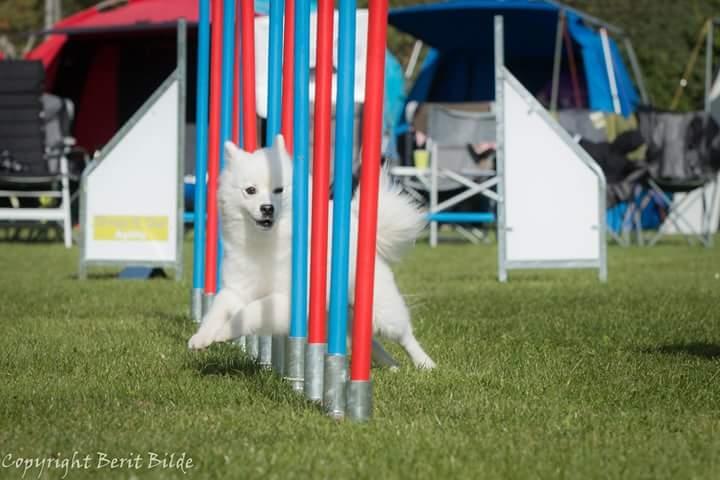 Japansk spids Aika billede 4