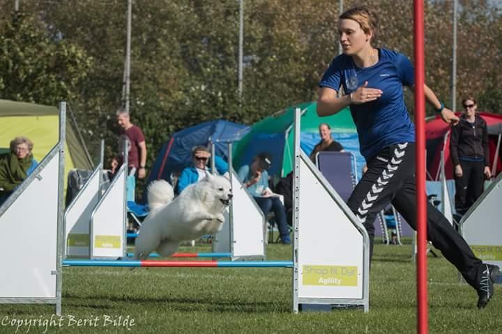 Japansk spids Aika billede 5