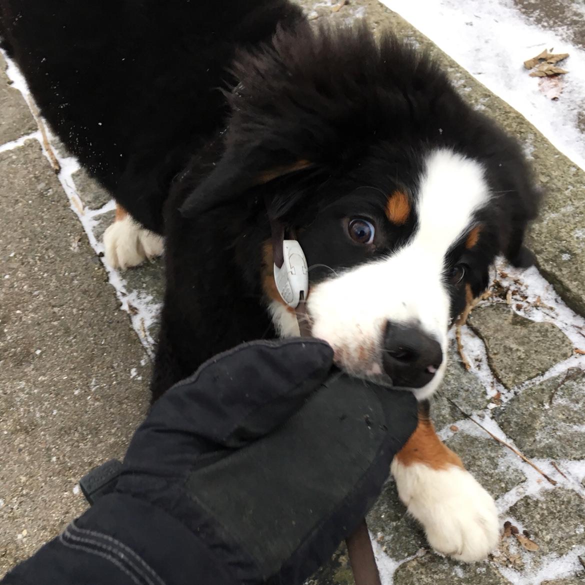 Berner sennenhund Lady Xiera's Teddy Bear (Leopold)  - Vantetyven på spil igen :P  billede 24