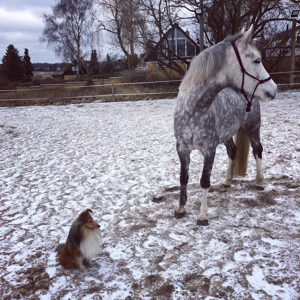Shetland sheepdog Canto billede 15