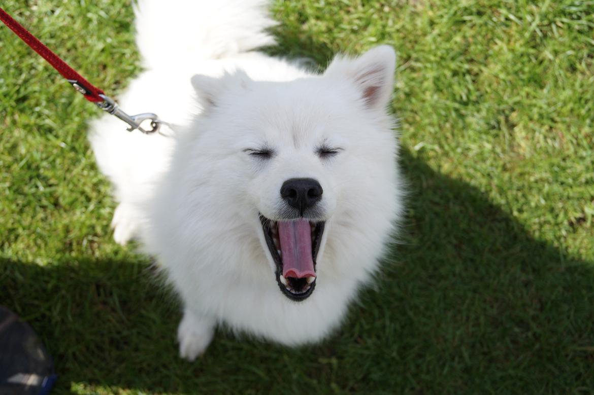 Japansk spids Aika billede 2