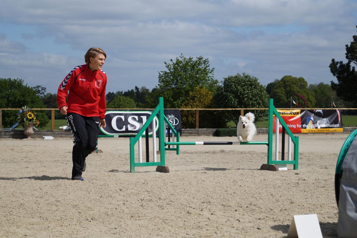 Japansk spids Aika billede 6