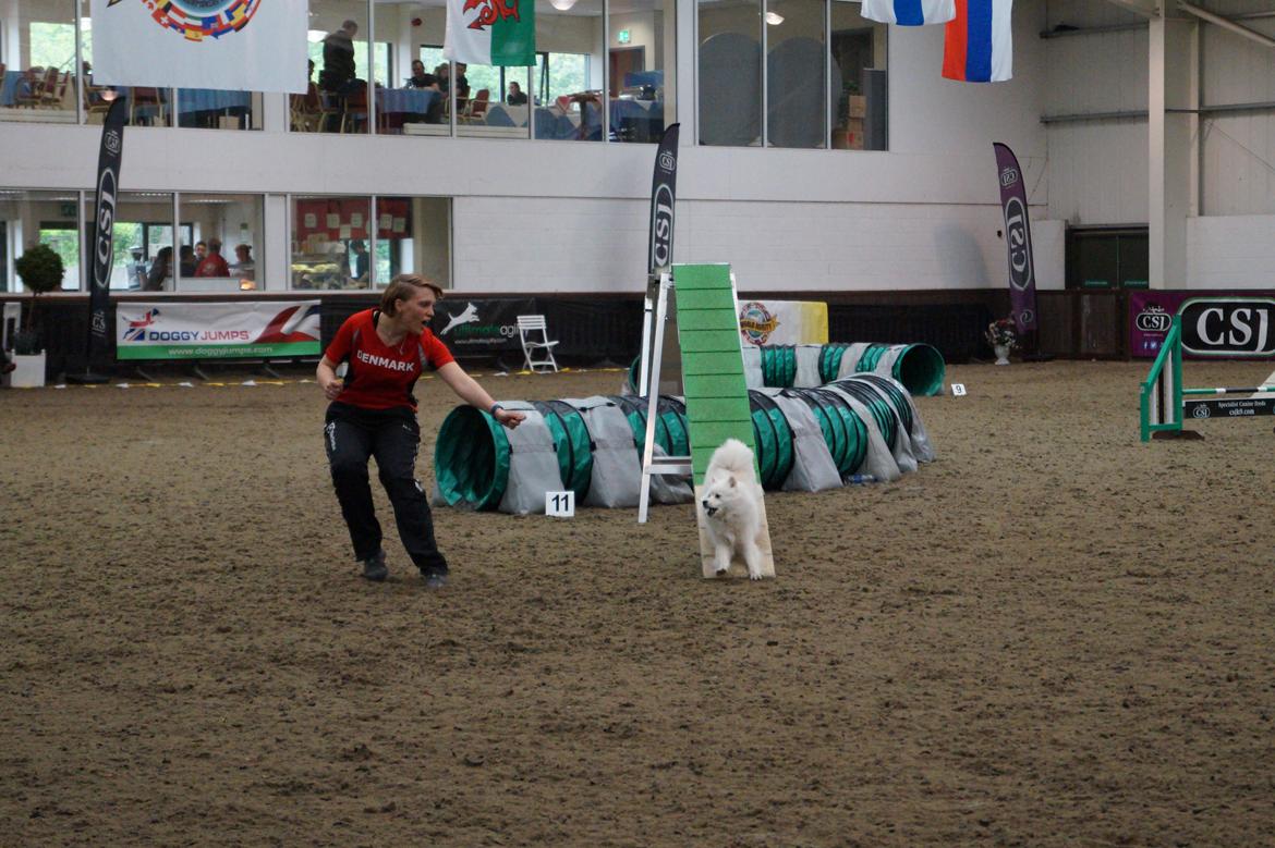 Japansk spids Aika billede 7