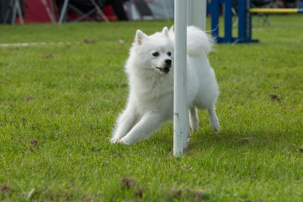 Japansk spids Aika billede 1