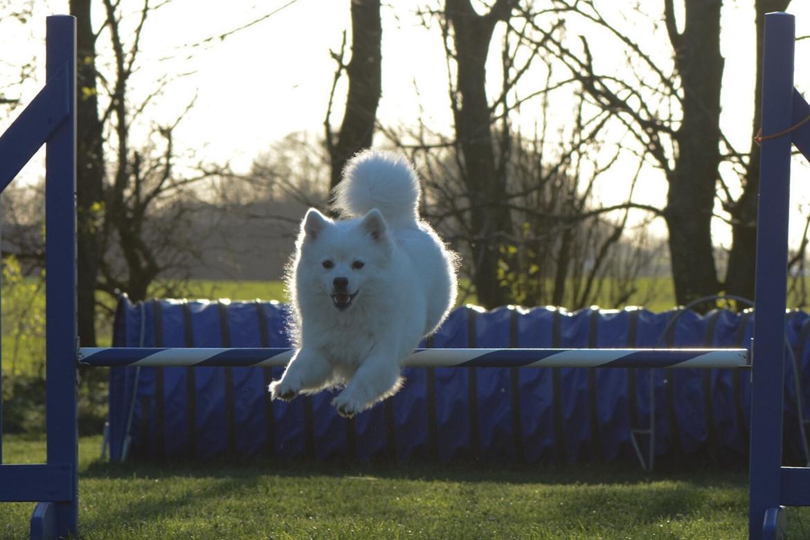 Japansk spids Aika billede 3