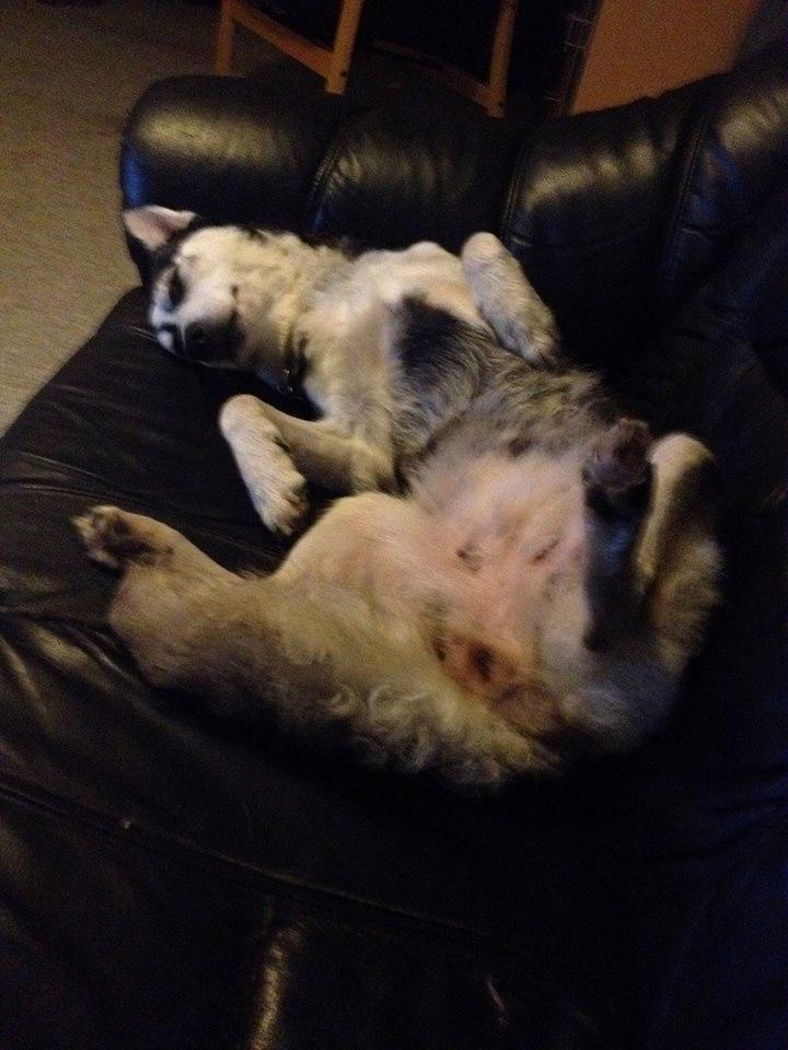 Siberian husky cia billede 1