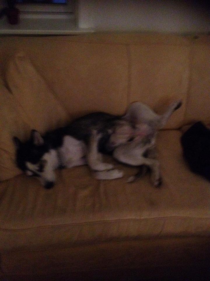 Siberian husky cia billede 2