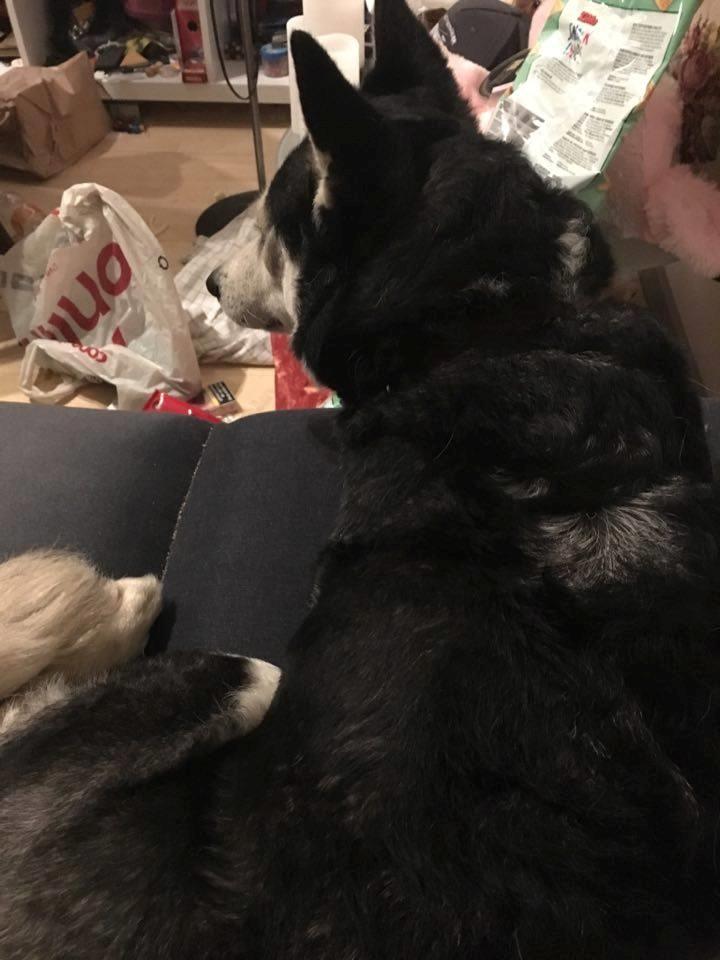 Siberian husky cia billede 3