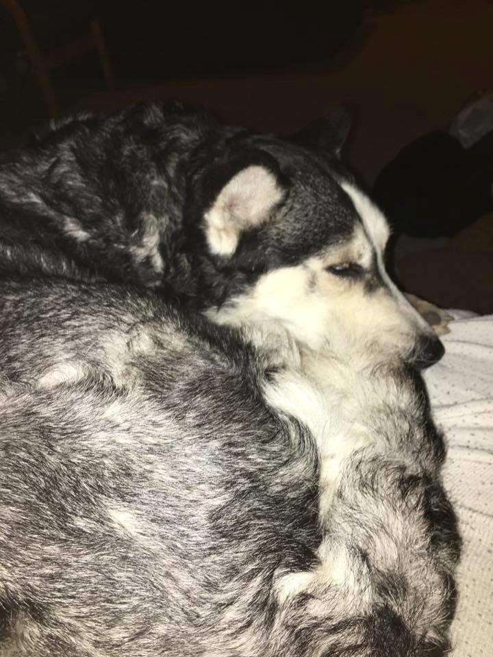 Siberian husky cia billede 4