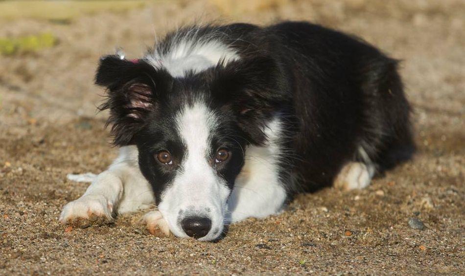 Border collie Chase billede 8