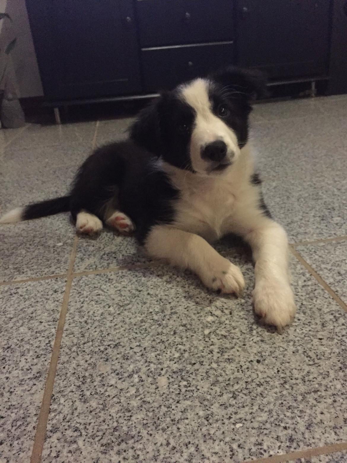 Border collie Chase billede 10