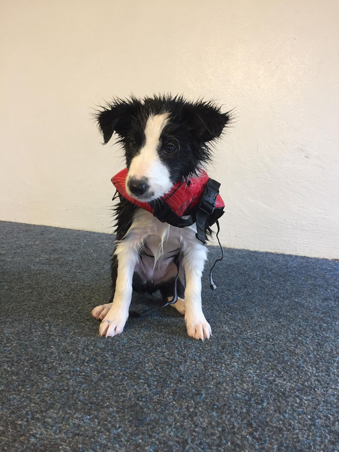 Border collie Chase - I svømmehal billede 17