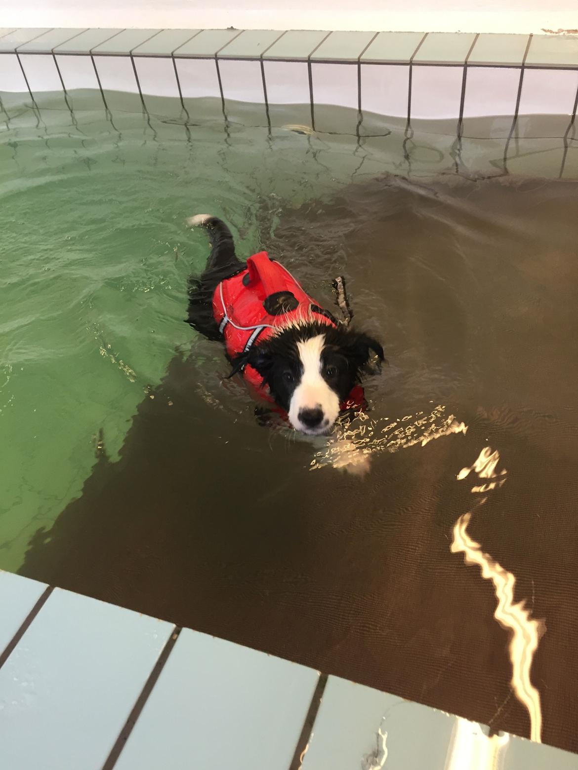 Border collie Chase - I svømmehal billede 16