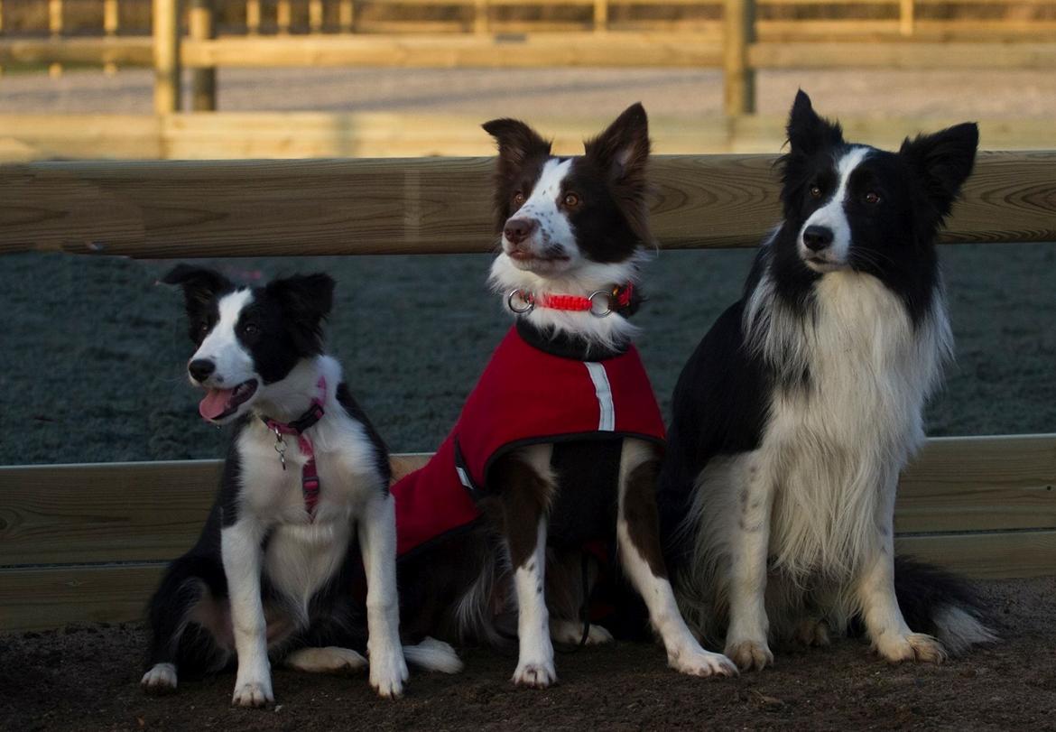 Border collie Chase - Chase, mor og far :) billede 4