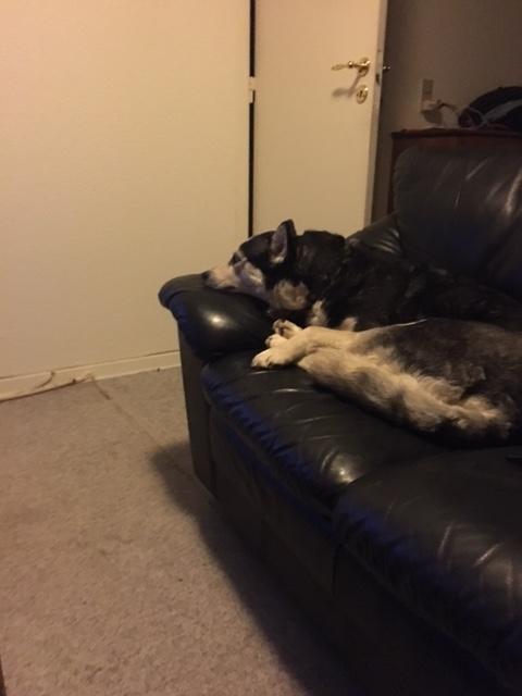 Siberian husky cia billede 5