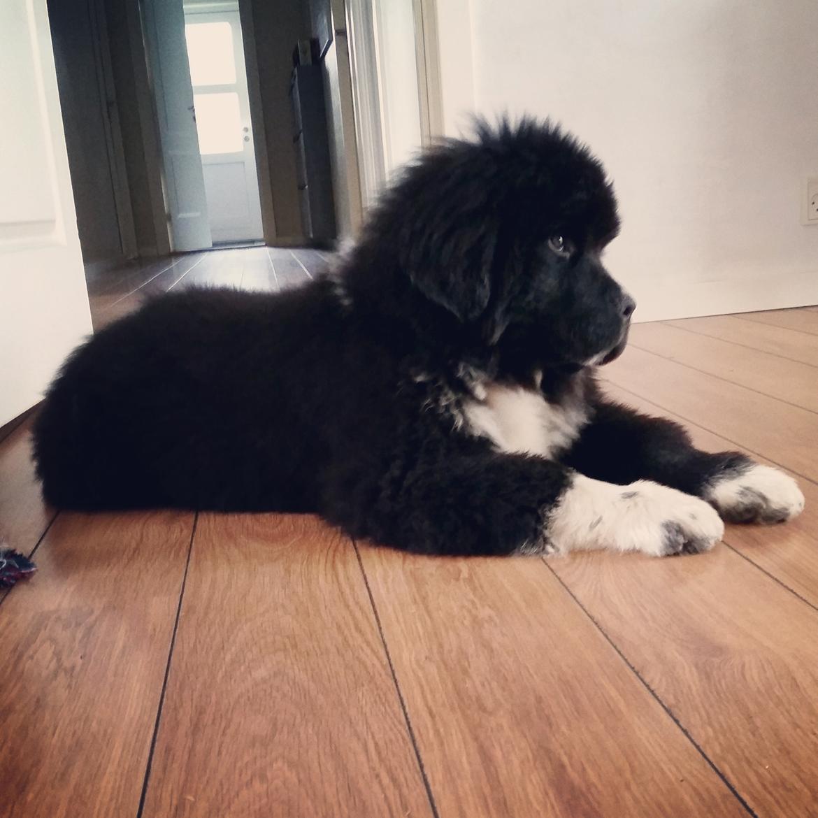 Newfoundlænder Newetta's NobodyPutsBabyInTheCorner billede 1