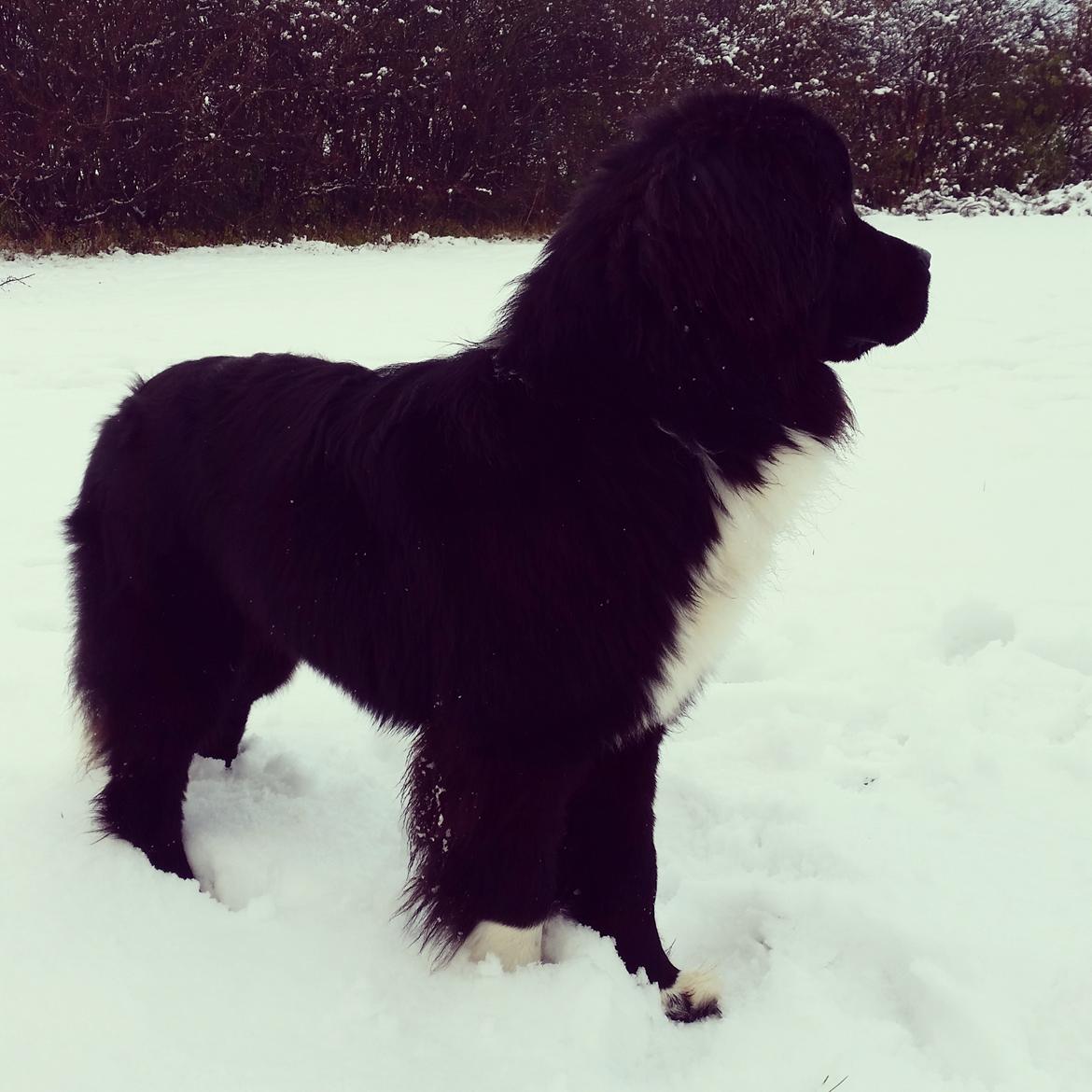 Newfoundlænder Newetta's NobodyPutsBabyInTheCorner billede 3