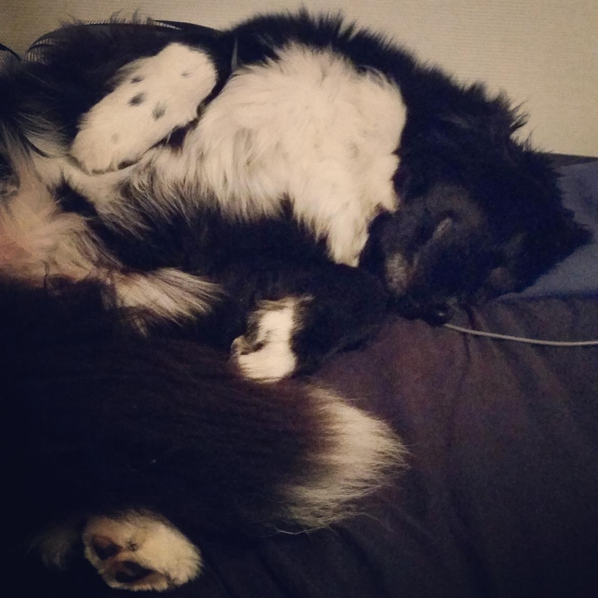 Newfoundlænder Newetta's NobodyPutsBabyInTheCorner billede 5