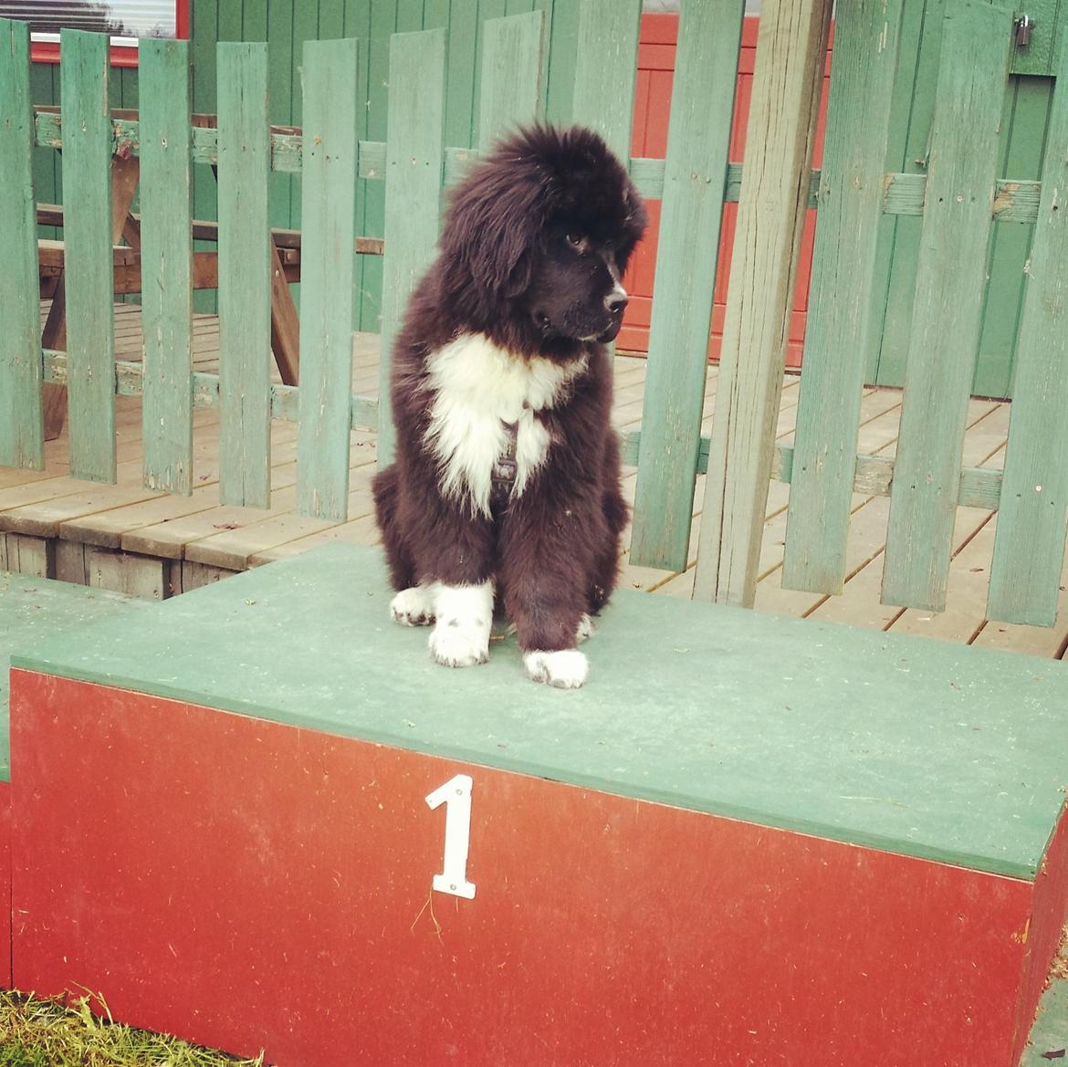 Newfoundlænder Newetta's NobodyPutsBabyInTheCorner billede 2