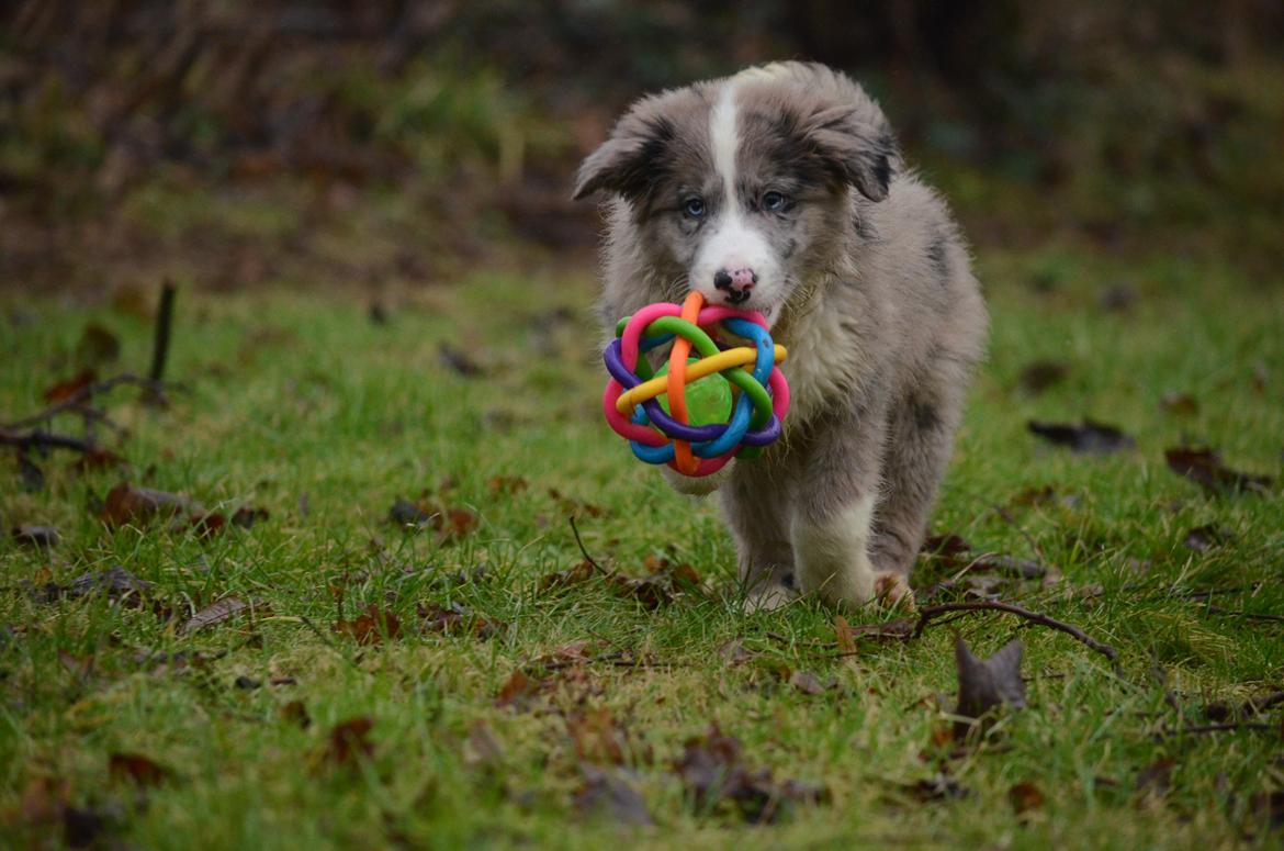 Border collie Chic Coral Sunshine Valmar billede 1