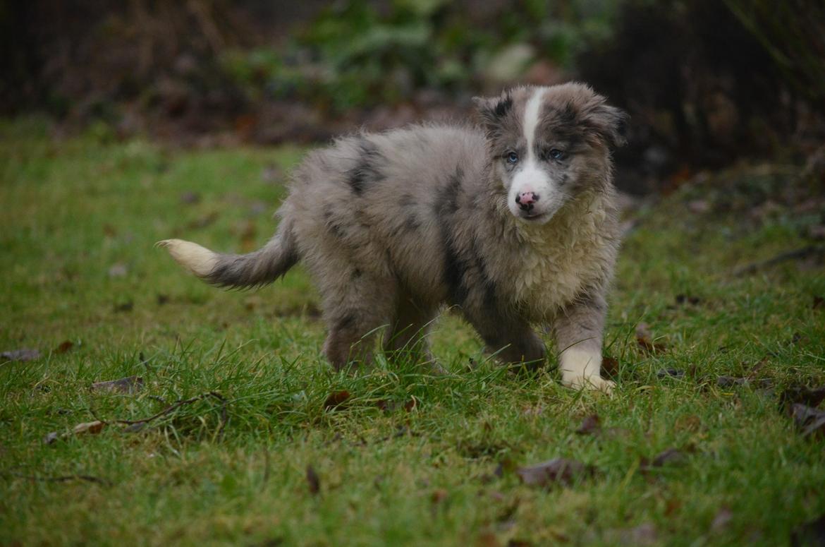 Border collie Chic Coral Sunshine Valmar billede 3
