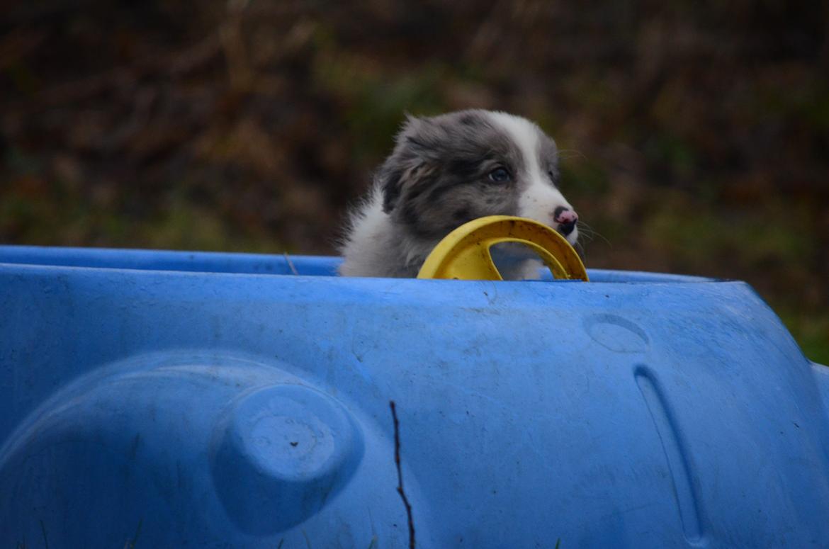 Border collie Chloe lights up like a sunshine valmar billede 7