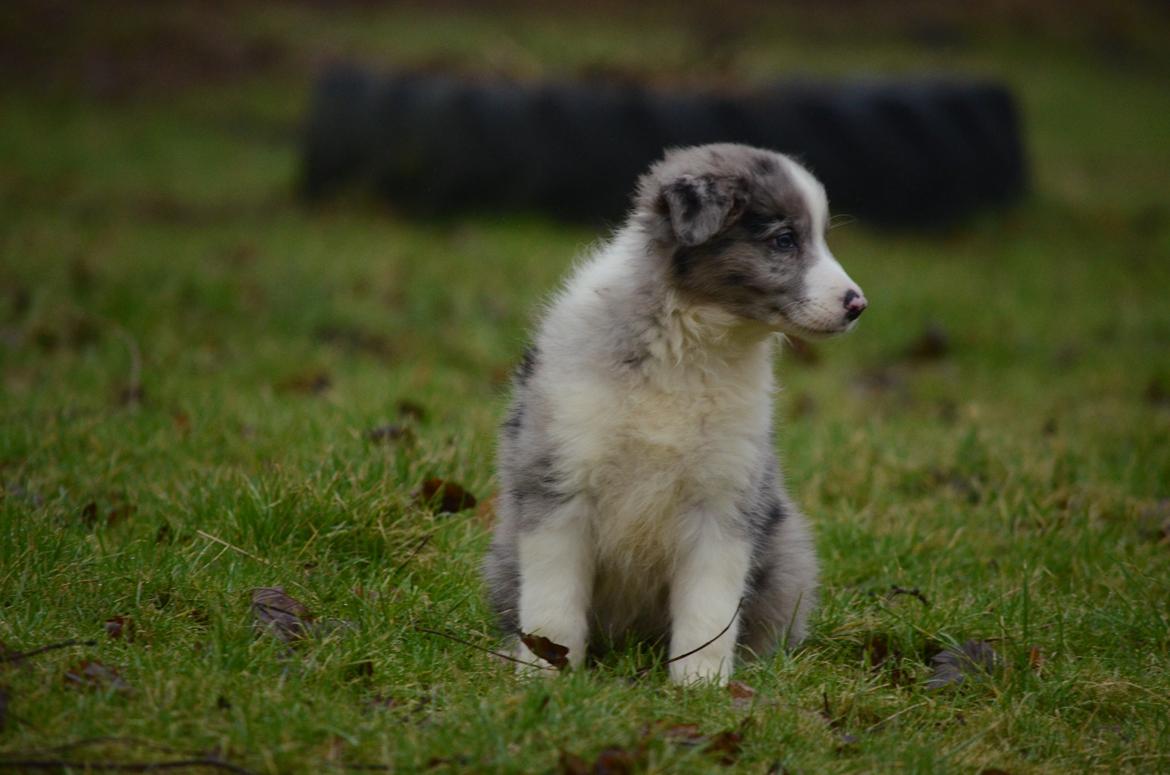 Border collie Chloe lights up like a sunshine valmar billede 8