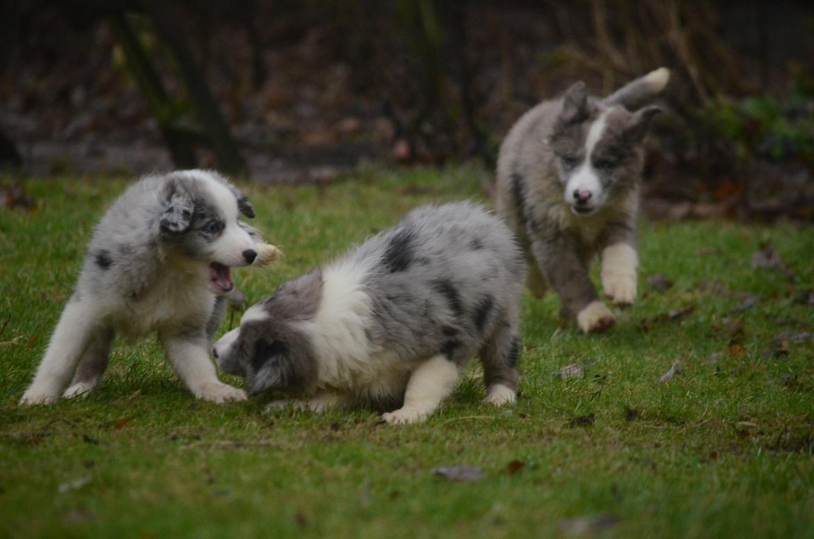 Border collie Chloe lights up like a sunshine valmar billede 6