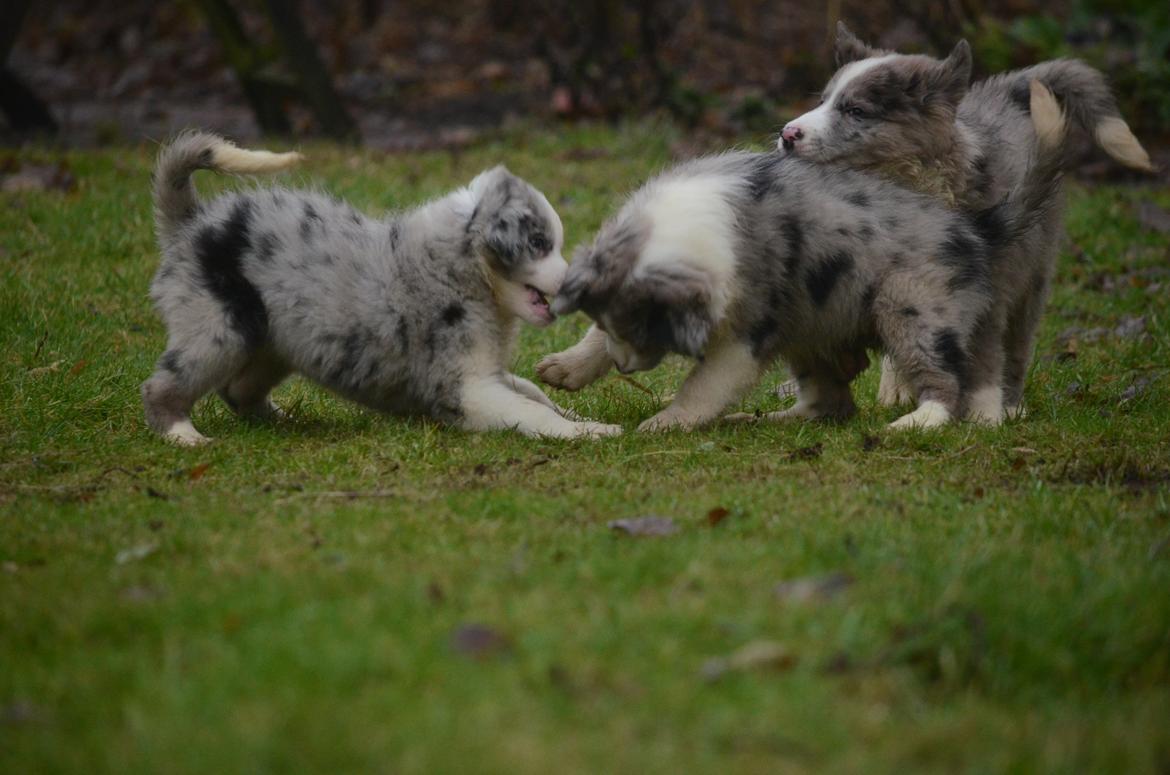 Border collie Chloe lights up like a sunshine valmar billede 9