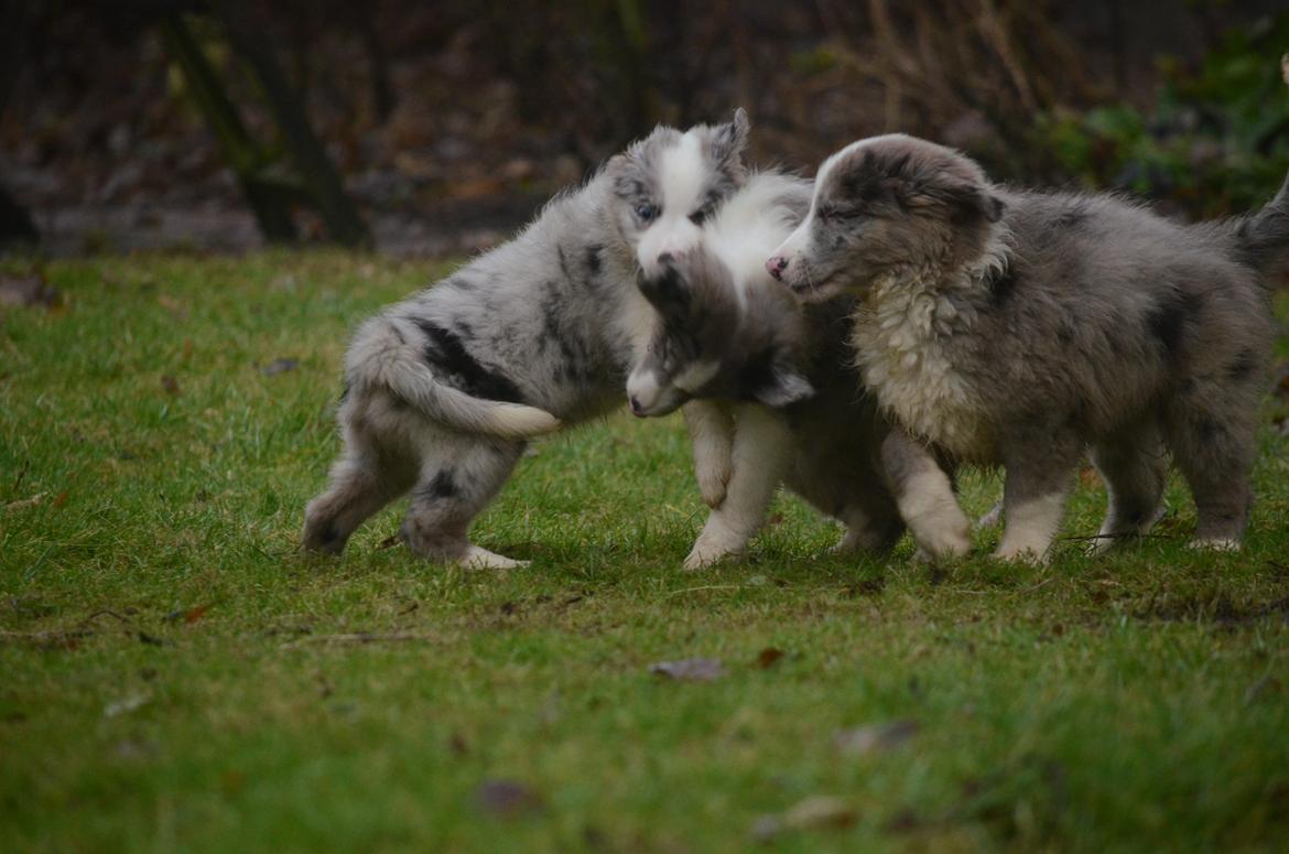 Border collie Chloe lights up like a sunshine valmar billede 4