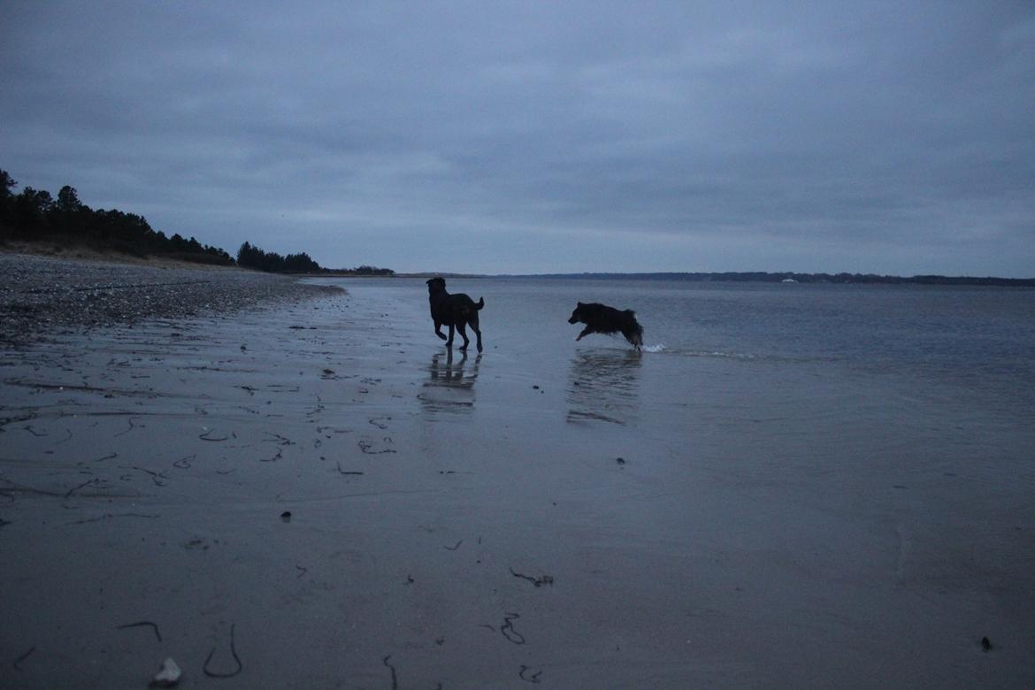 Blanding af racer Bundy billede 3