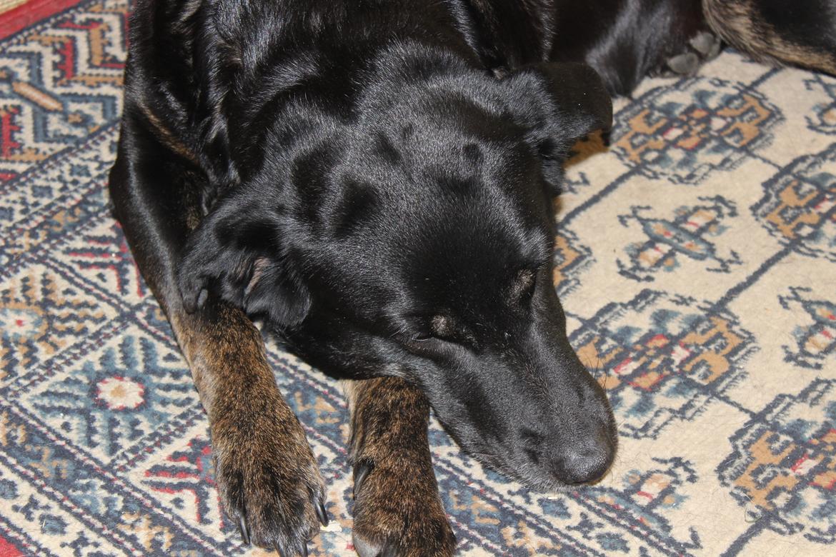 Blanding af racer Bundy billede 19